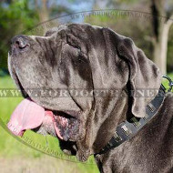 Large Dog Collar for Neapolitan Mastiff for Sale