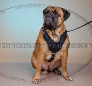 bullmastiff