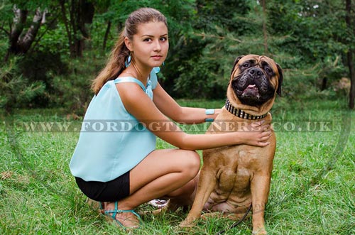 Bullmastiff Dog Accessories