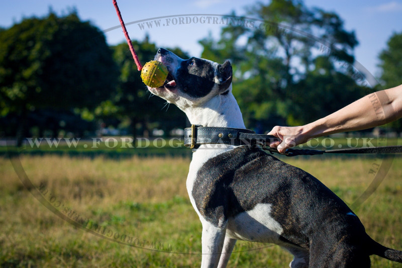 Rubber Dog Ball Bestseller