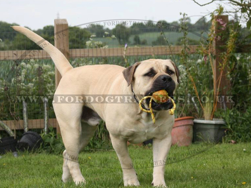 Solid Rubber Dog Ball With A Rope