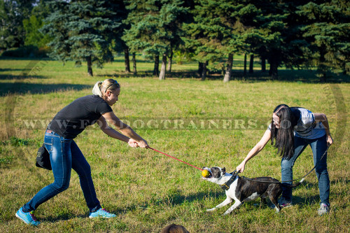 Large Indestructible Dog Ball That Dog Can't Pop