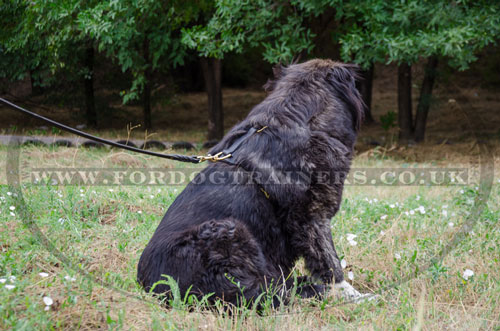 leather dog harness with padded chest for Caucasian Shepherd online