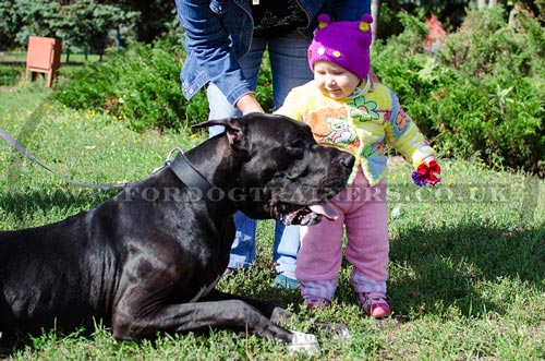 Large Nylon Dog Collar for Great Dane