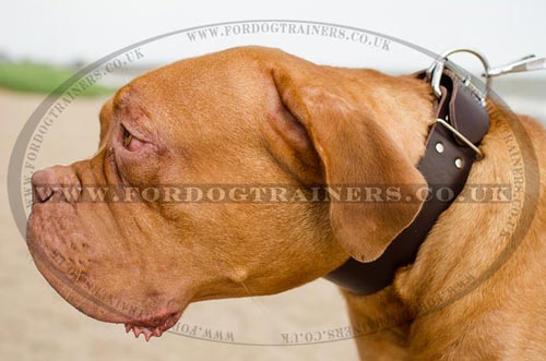 Super Strong 2 In Wide Leather Dog Collar for French Mastiff