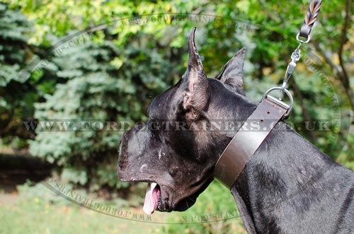 Thick and 2 Inch Wide Dog Collar for Great Dane