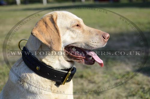 2 Ply Leather Dog Collar for Labrador | Large&Strong Dog Collar