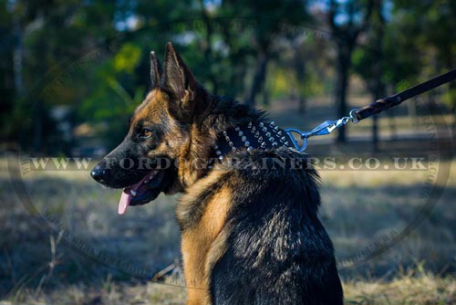 3 In Extra Wide Dog Collar for GSD with Spikes and Studs