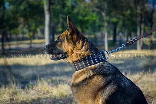 2.5 in Wide Dog Collar for German Shepherd with Spikes