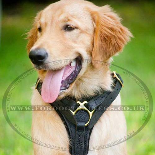 Agitation Padded Leather Dog Harness with Brass Fitting