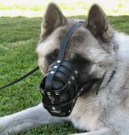 Siberian Husky Muzzle