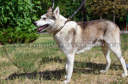 NEW Fashion Dog Collars for Alaskan Husky