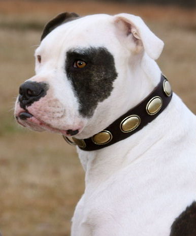 Dog Leather Collar for Bulldog | American Bulldog Collars UK