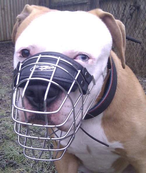 Wire Dog Muzzle for American Bulldog