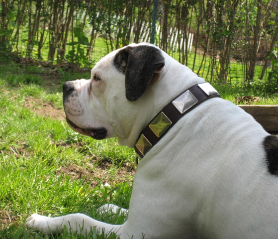 American Bulldog Collars with Vintage Plates | Large Dog Collars