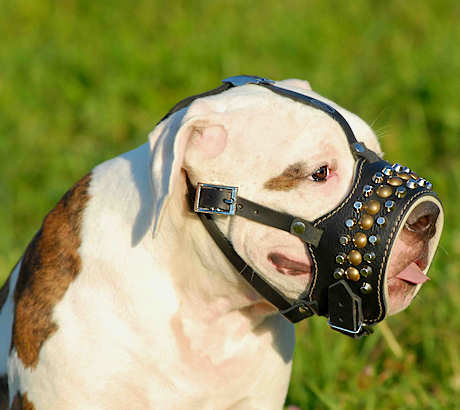 Soft Dog Muzzles for Bulldogs | American Bulldog Muzzle Padded