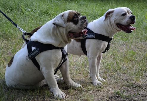 American Bulldog training dog harness