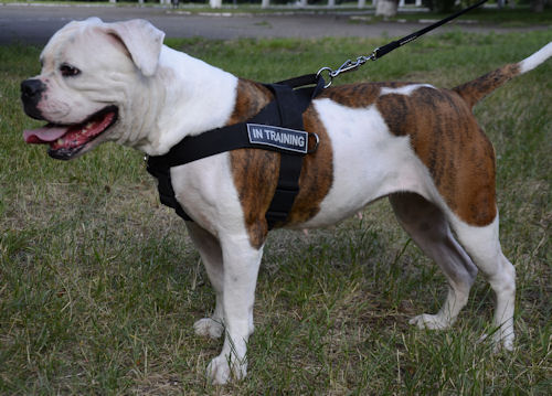 American bulldog harness