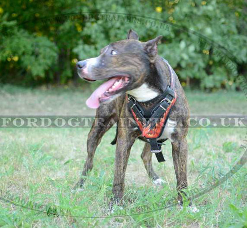 Amstaff Dog Harness with "Flame" Design