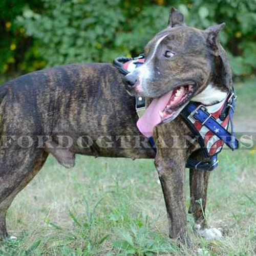 Amstaff Training Dog Leather Harness "American Style"