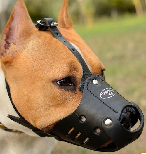 dog muzzle for staffy