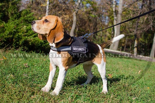 Beagle Harness UK | Reflective Dog Harness for Small Dogs - Click Image to Close