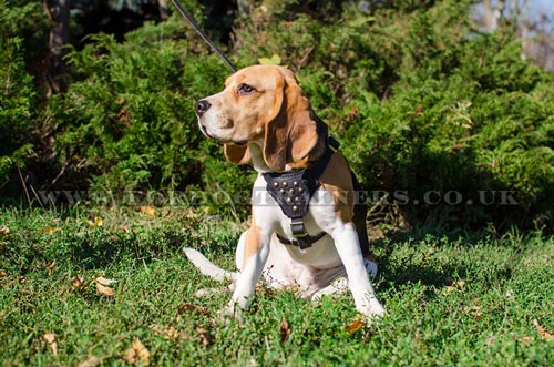 Beagle Harnesses Studded | Small Dog Harnesses for Beagle