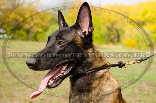 "Safe Control" Leather Choker Dog Collar 0.4 in for Malinois