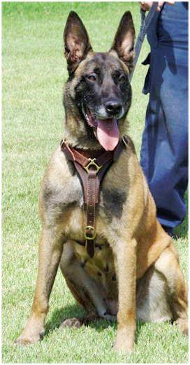 Belgian Malinois Walking Leather Dog Harness UK, Top Quality