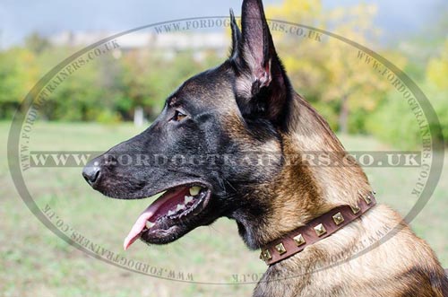 Belgian Shepherd Dog Collar 1" | Brass Decorated Collar for Dog