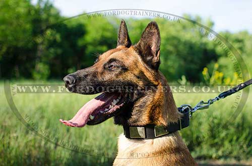 Belgian Shepherd Malinois Dog Collar with Massive Plates