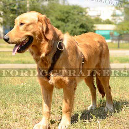 Best Dog Harness For Golden Retriever H7 1052 Leather Harness 56 90 Dog Muzzle Dog Harness Dog Collar Dog Lead Dog Store Uk
