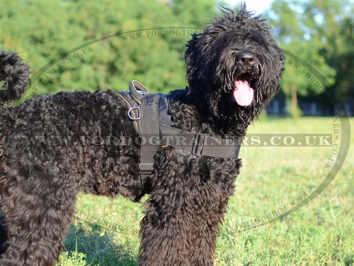 Black Russian Terrier Harness with Handle for Multi-Purpose Use