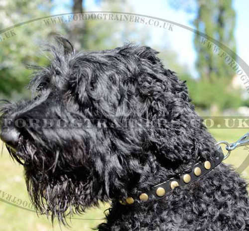 Dog Collar Studded with Brass Coins