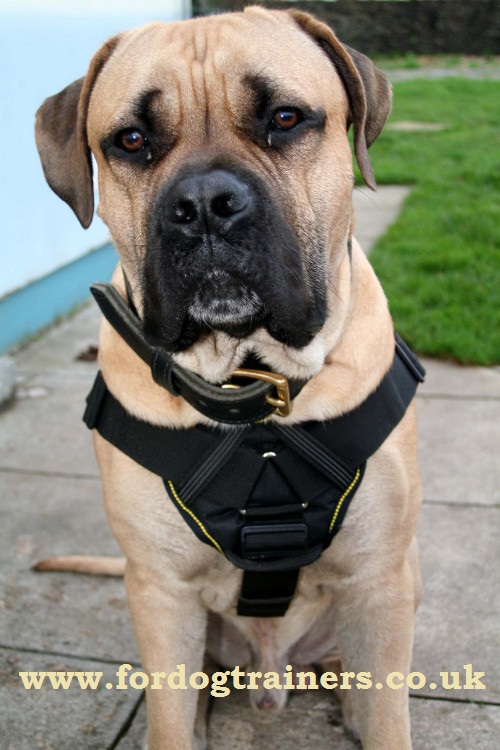 big dog harness