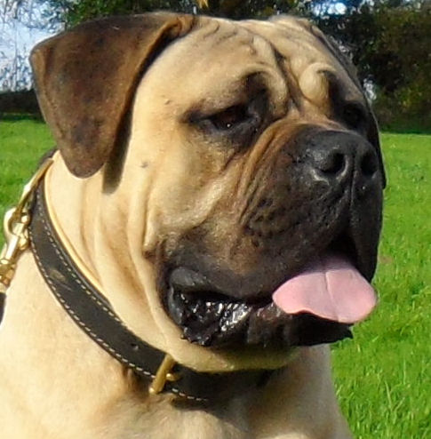 Boerboel Mastiff Collar Padded | Strong Handmade Dog Collar