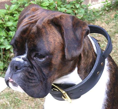 Boxer Collar with Handle | 2 Ply Leather Dog Collar for Boxer - Click Image to Close