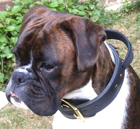 Boxer shop puppy collar