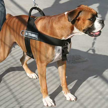 boxer harness uk