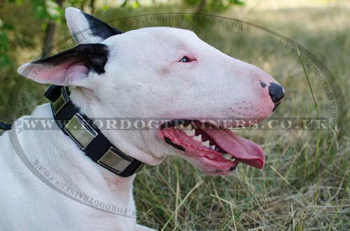 British Bull Terrier Collar with Nickel Plates
