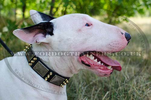 British Bull Terrier Collar Brass Spiked Style | Dog Collars UK