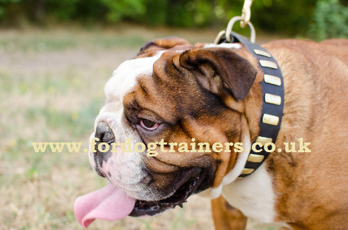 British Bulldogs Collar with Brass Plates | Collar for Bulldog - Click Image to Close