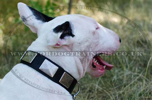 British Bull Terrier Nylon Dog Collar | Strong Dog Collar UK