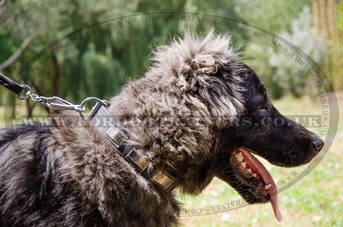 Adjustable Dog Collar with a Buckle for Caucasian Shepherd