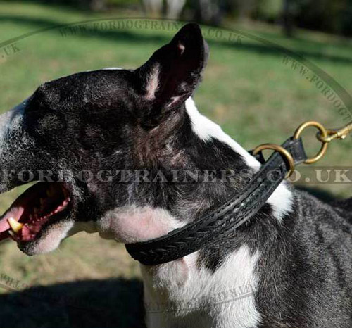 Bull Terrier Collar Handmade with Braided Leather Design