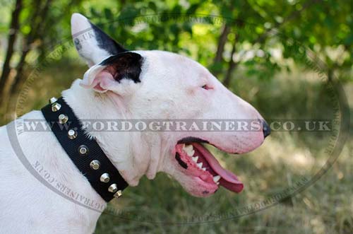 Bull Terrier Collar with Pyramids | Strong Elegant Dog Collar