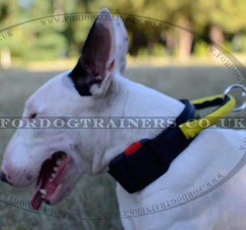 Nylon Dog Collar with Handle for Bull Terrier Control