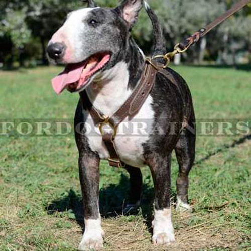 Luxury Leather Dog Harness for Bull Terrier - Click Image to Close
