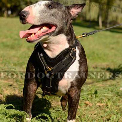 Bull Terrier Harness: Chik and Comfort