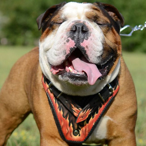 Bulldog Harness with Painting "Flame" | English Bulldog Harness